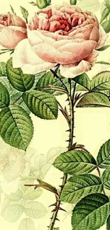 Vintage wallpaper featuring pink roses and green leaves, elegant and classic design.