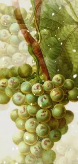 Vintage illustration of a grape cluster with green leaves on a mobile wallpaper.