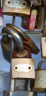 Rusty vintage locks on a fence, creating an antique feel.