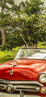 Vintage red convertible car in a lush green setting.