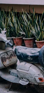 Vintage scooter with plants in pots creating a retro urban feel.