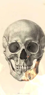 Vintage Anglo-Saxon skull illustration on a mobile wallpaper.