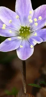 Close-up of a violet flower with soft petals.