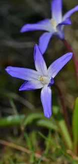 Vibrant violet flower with green leaves on a nature-themed mobile wallpaper.