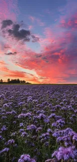 A vibrant field of violet flowers under a stunning sunset sky.