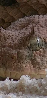 Close-up of a horned viper with detailed scales and sharp gaze.