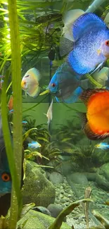 Colorful fish swimming in lush aquarium plants.