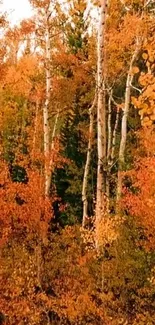 Beautiful autumn forest with vibrant orange leaves