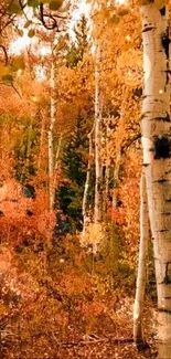 Vivid autumn forest with birch trees and orange foliage.