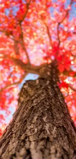 Vibrant red-leafed tree with blue sky background.