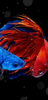 Vibrant red and blue Betta fish on a black background.