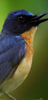 Vibrant close-up of a blue and orange bird against a blurred green background.