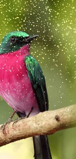 Colorful bird perched on a branch with a sparkling green background.