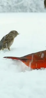 Two vibrant birds stand out against a snowy background.