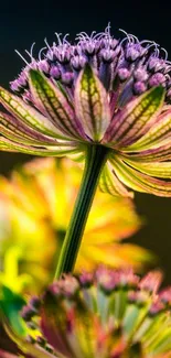 Vibrant floral wallpaper with vivid colors and intricate flower details.