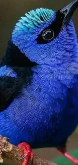 Vivid blue bird perched on branch smartphone wallpaper.