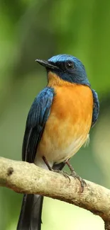 A vibrant blue and orange bird perched on a branch against a lush green background.