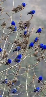 Vibrant blue birds perched on leafless tree branches.