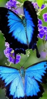 Two vivid blue butterflies against a lush floral background.