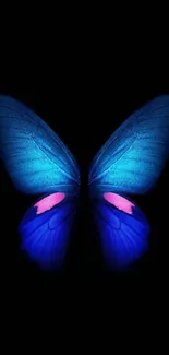 Vivid blue butterfly on a dark background.