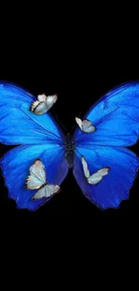 Vivid blue butterfly on dark background with smaller butterflies.