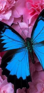 Blue butterfly on pink flowers mobile wallpaper.