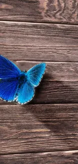 Blue butterfly on rustic wood background, serene and natural.