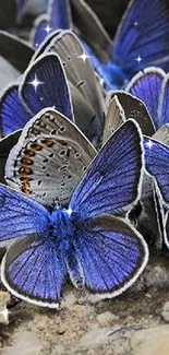 A cluster of vivid blue butterflies on a rocky surface for mobile wallpaper.