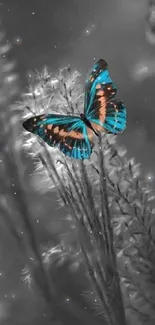 Vivid blue butterfly on a dark background wallpaper.