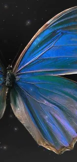 Close-up of a vivid blue butterfly on a black background.