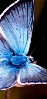 Vivid blue butterfly with detailed wings.