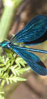 Vivid blue dragonfly resting on green branches in nature.