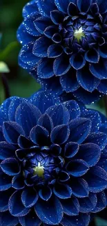 Close-up of beautiful blue dahlia flowers with dew drops.