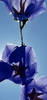 Vivid blue flowers against a bright sky.