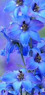 Vibrant blue delphiniums blooming gracefully.