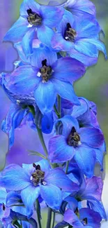 Blue delphinium flowers on a vibrant floral wallpaper.