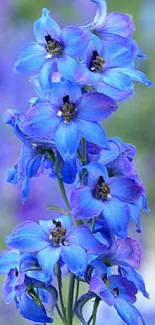 Vivid blue flowers composed with a blurred natural background.