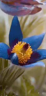 Vivid blue flower with sunlight in the background.