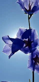 Blue flowers silhouetted against a bright sky, creating an artistic and vivid scene.