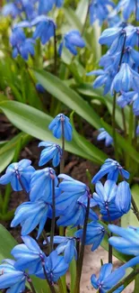 Vivid blue flowers with green leaves in a serene nature wallpaper.