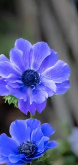 Two vibrant blue anemone flowers in bloom, perfect for phone wallpaper.