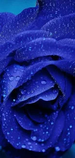 Stunning blue rose with dewdrops on petals in high definition.