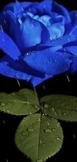 Blue rose with dewdrops and green leaves on a dark background.