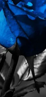 Close-up of a vivid blue rose with monochrome background.