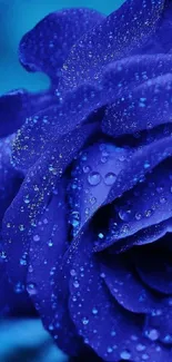 Vivid blue rose with dew drops on petals