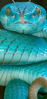 Close-up of a bright blue snake with detailed scales and golden eyes.