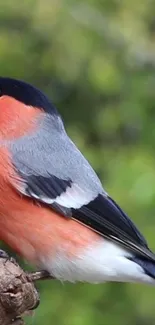 Bullfinch bird with vibrant plumage on a natural green background.