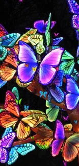 Vivid and colorful butterfly artwork illuminating a dark background.