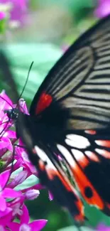 Close-up of butterfly on pink flowers with vibrant colors.