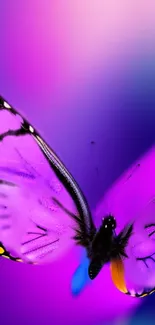 Vibrant purple butterfly wallpaper with colorful accents.